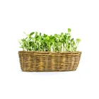 Malaysia Manufacturing Fresh Sunflower Microgreens Organics Tastes Freshness and High Sweetness Highest Selling Premium Grade