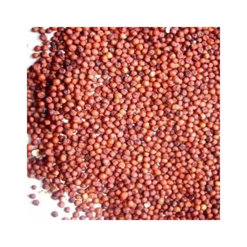 Sorghum White Milo Sorghum Grains Sorghum Price Per Ton For Sale Buy