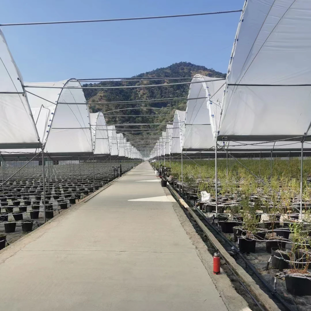 Tropical High Tunnel Multi-span Film Rain Shelter Greenhouse for Plants Cultivation