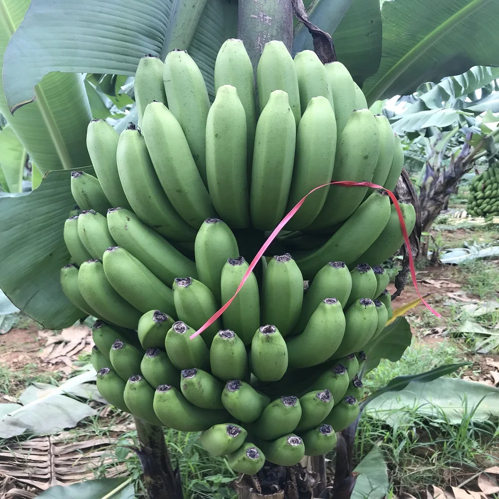 Organic Fresh Cavendish Banana With High Quality From Vietnam