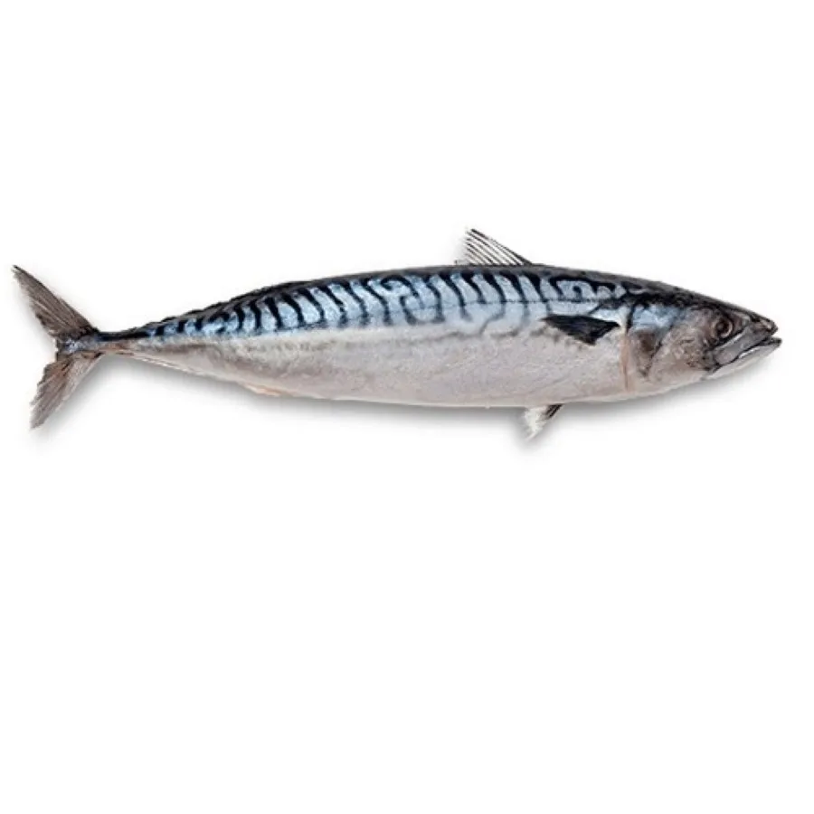 Land Frozen Mackerel Fish Sea Frozen Pacific Mackerel Fish Prices Whole Round