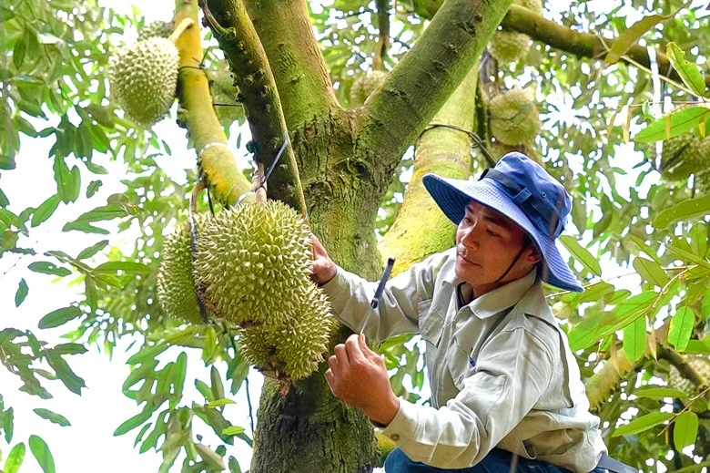 Fresh Frozen Durian Fruits For Sale Monthong Durian From Vietnam High