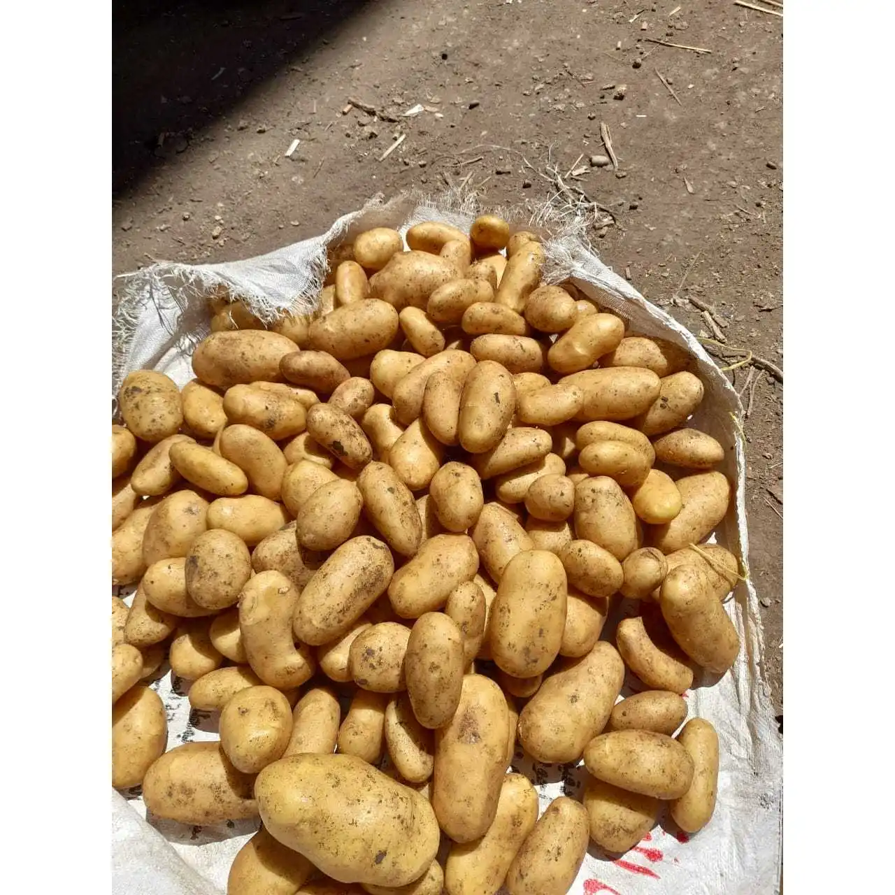 High Quality Fresh Potato Packed with Carton Egypt Factory Directly Export