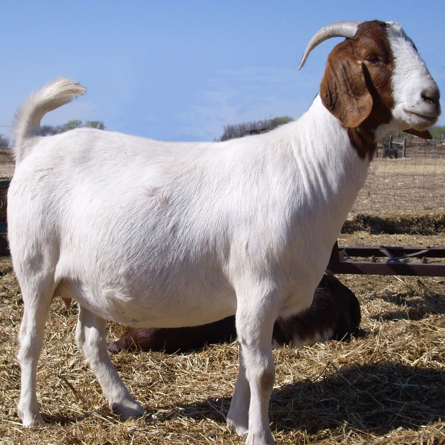 Pregnant Boer Goats For Sale Live Weighing Scale Boer Goats Bulk