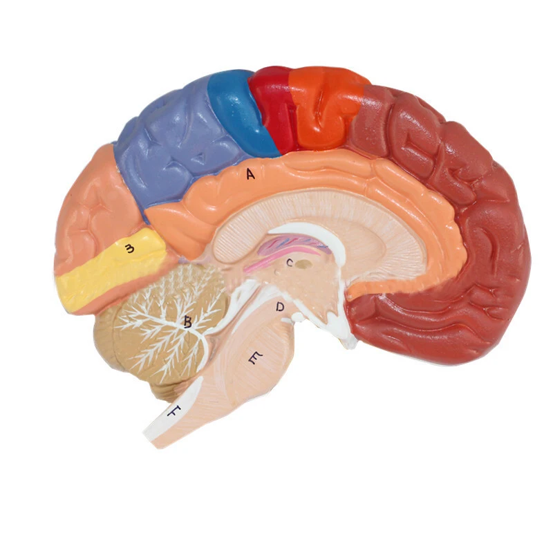 product teaching resources medical science brain anatomical model737-4