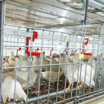 Unmanned Animal Poultry Husbandry Equipment Broiler Battery Cages Chicken Cages with PP Belt Manure Removal System