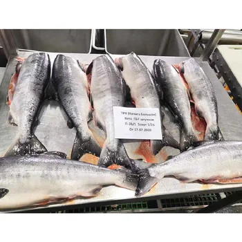 Certificated Supply High Quality Best Price Frozen Salmon Fish