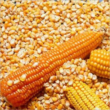 Cattle Feed Yellow Maize / Corn Animal Feed