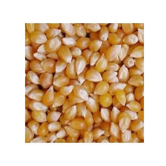 maize-grains-500x500.jpg