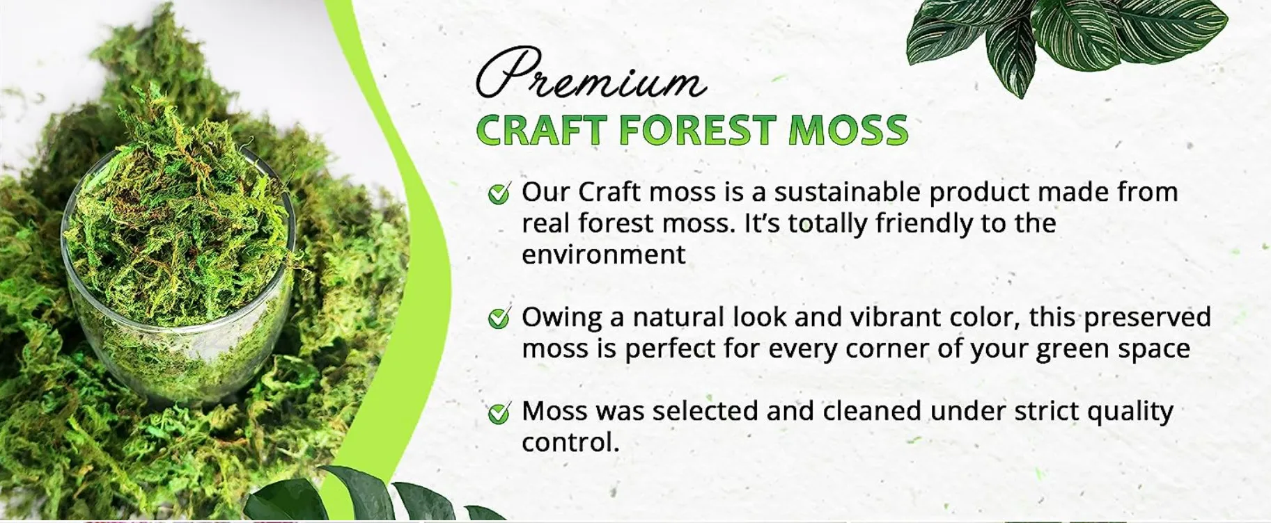  Ultimate Guide to Pet Moss: The Perfect Eco-Friendly Companion for Your Home