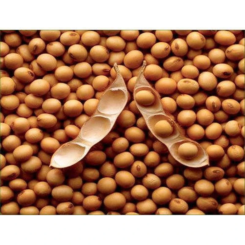 soya-bean-500x500.jpg