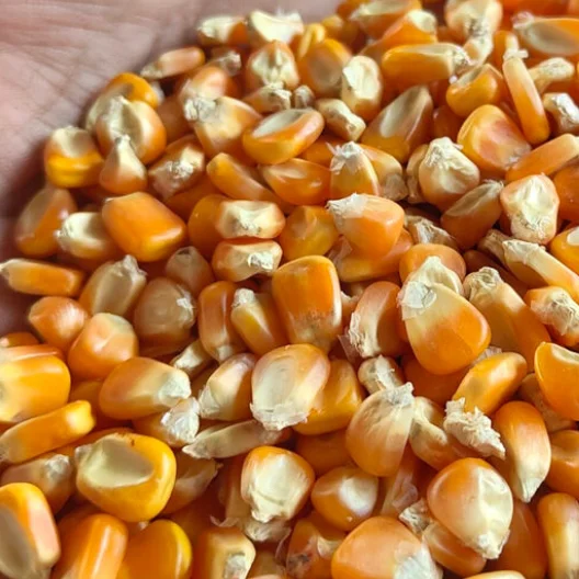 GRADE New Yellow Corn/Maize for Animal Feed & Human Premium Quality Dried Yellow Corn From Pakistan