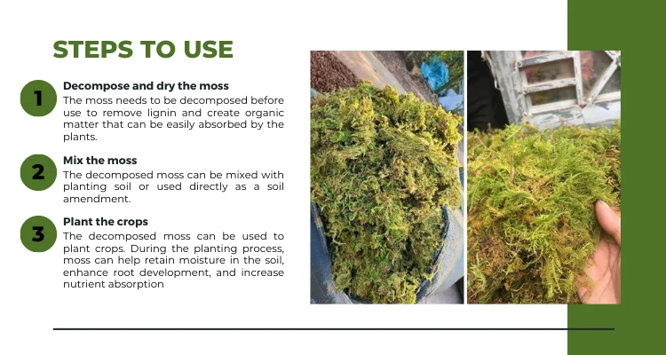  Ultimate Guide to Pet Moss: The Perfect Eco-Friendly Companion for Your Home