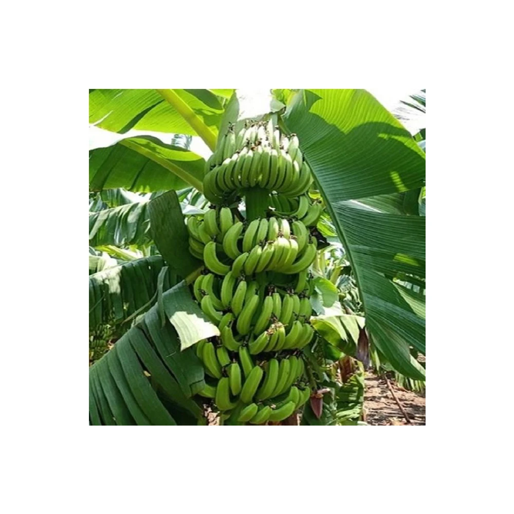 Fresh Cavendish Banana Musa Banana Fruit Export Wholesale High Quality