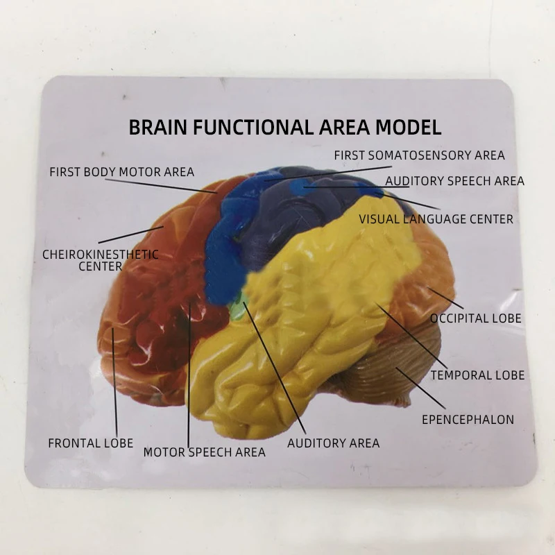 product teaching resources medical science brain anatomical model737-6