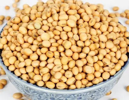 soybean seed.jpg