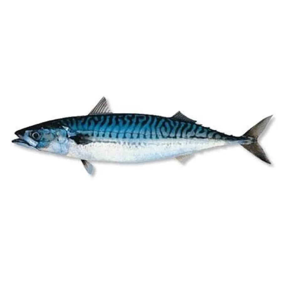 Land Frozen Mackerel Fish Sea Frozen Pacific Mackerel Fish Prices Whole Round