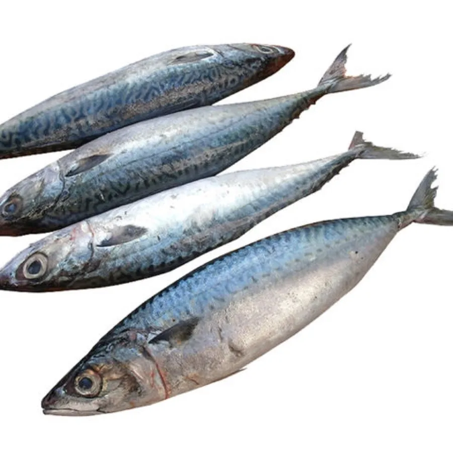 Land Frozen Mackerel Fish Sea Frozen Pacific Mackerel Fish Prices Whole Round