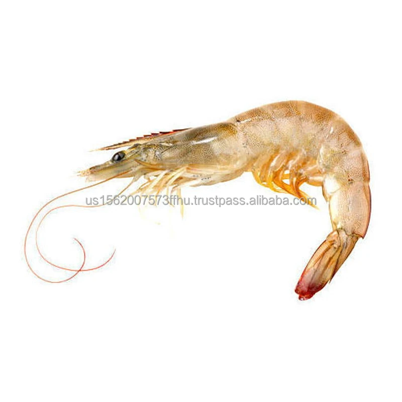 vannamei-prawn-500x500.jpg