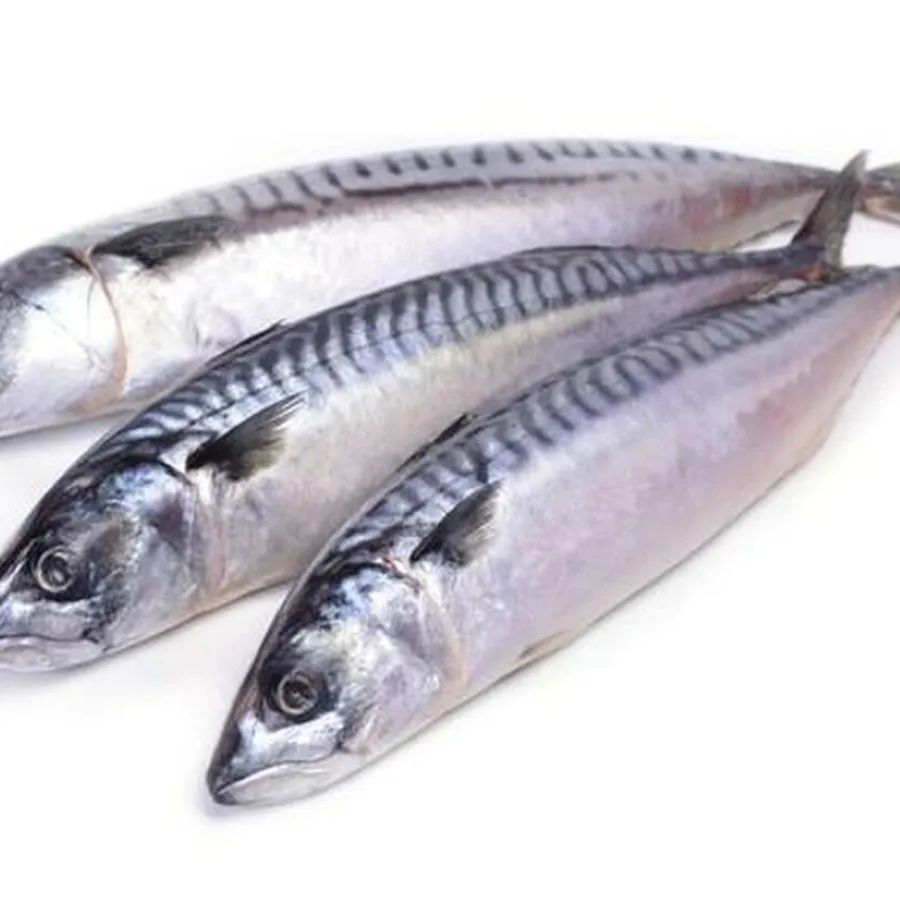 Land Frozen Mackerel Fish Sea Frozen Pacific Mackerel Fish Prices Whole Round