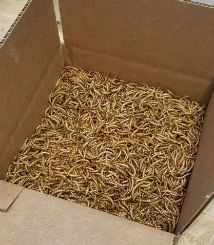 Dried Mealworm.13.jpg