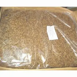 Dried Mealworm.8.jpg