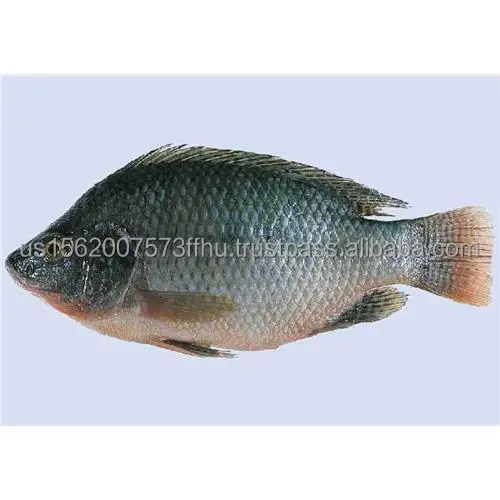 tilapia-whole-500x500.jpg