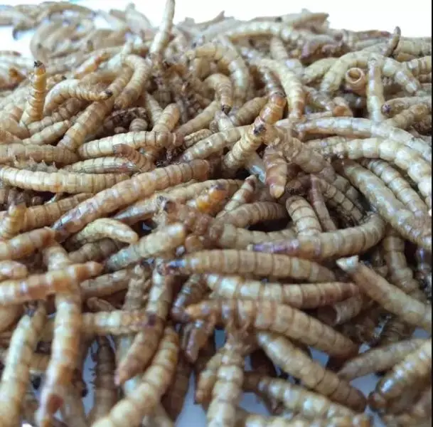 MEALWORM9.JPG