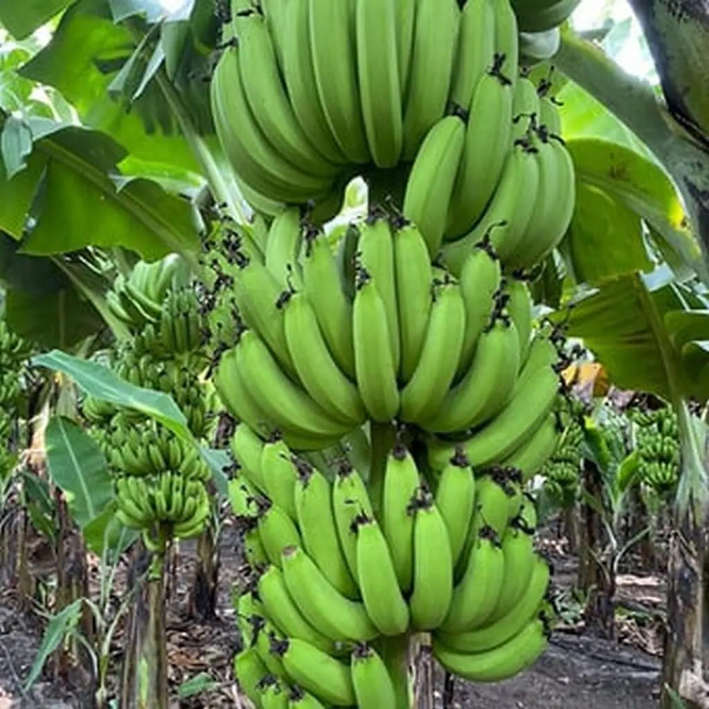 Fresh Cavendish Banana From Banana Export Philippines Fresh Green