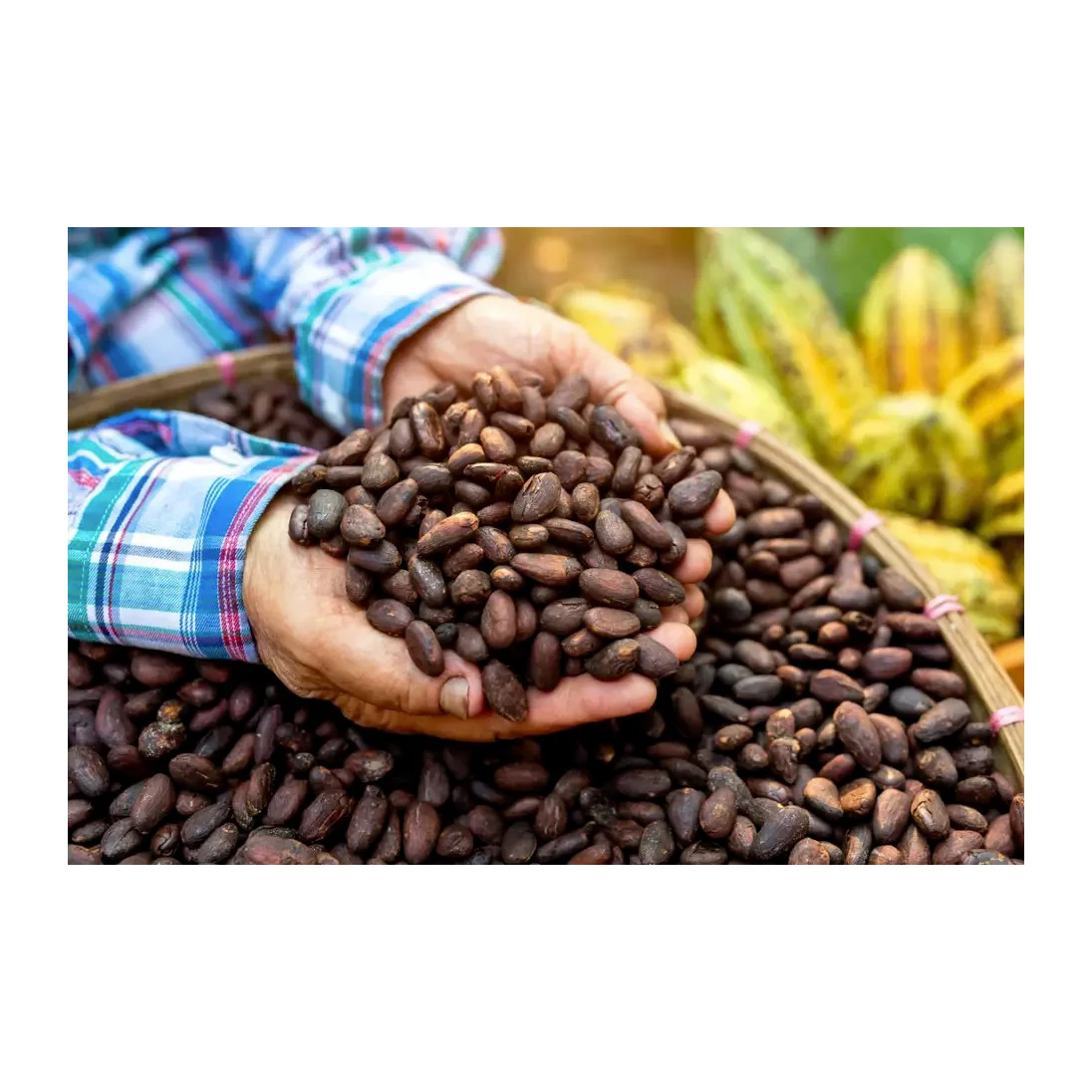 Cocoa Beans Ariba Cacao Beans Dried Raw Cocoa Beans Buy Best Quality