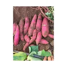 High Quality Best Seller Sweet Purple Potatoes Delicious Fresh Vegetable Imported From Thailand