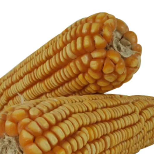 GRADE New Yellow Corn/Maize for Animal Feed & Human Premium Quality Dried Yellow Corn From Pakistan