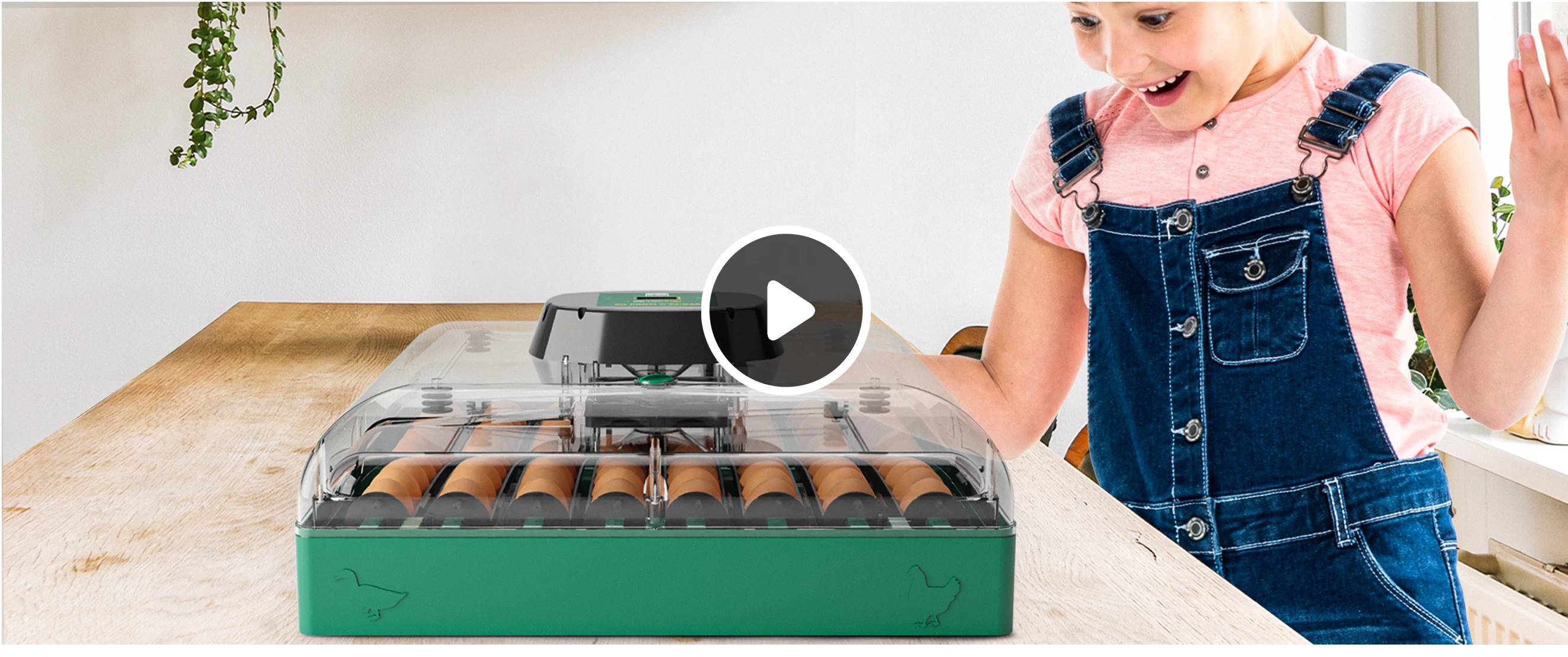 Eggs Capacity and Fan, PROFI, C-72 - detail 6