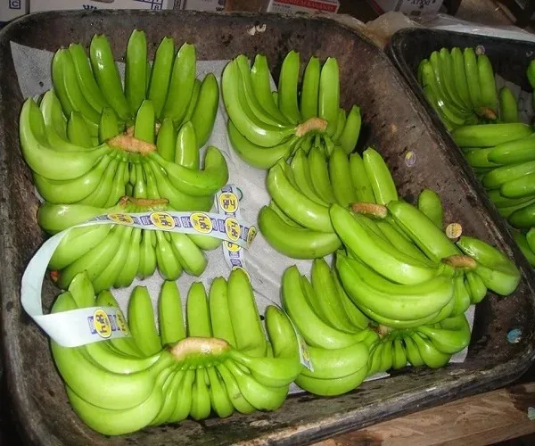 Hot Selling Organic Fresh Green Cavendish Bananas Tropical & Sub-Tropical Fruit Grade a 20kg Germany 2 Months Shelf Life