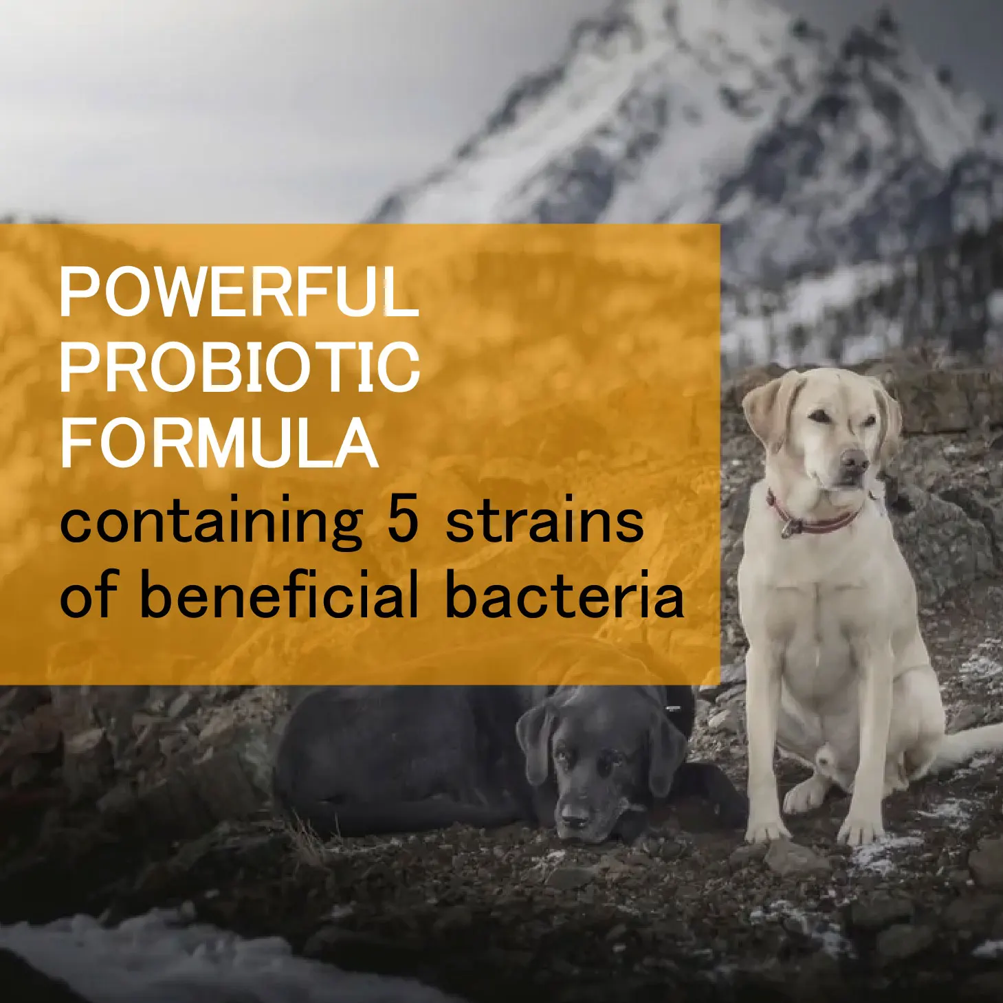  "The Ultimate Guide to Pets Probiotic: Boosting Your Pet's Health Naturally"