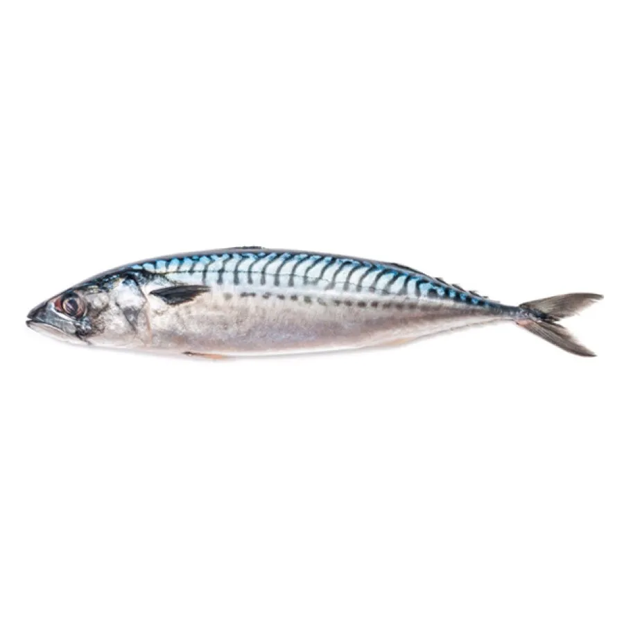 Land Frozen Mackerel Fish Sea Frozen Pacific Mackerel Fish Prices Whole Round