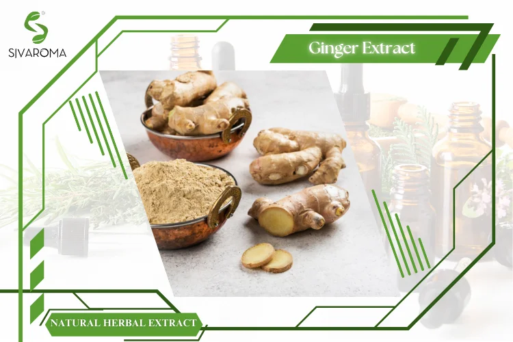 Ginger Extract (M).png