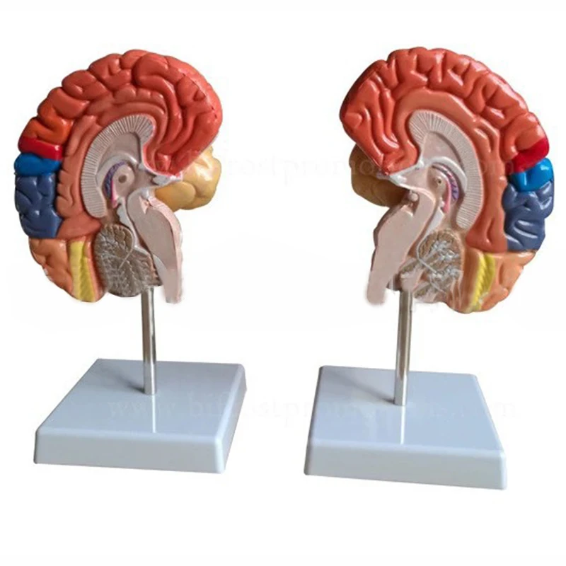 product teaching resources medical science brain anatomical model737-5
