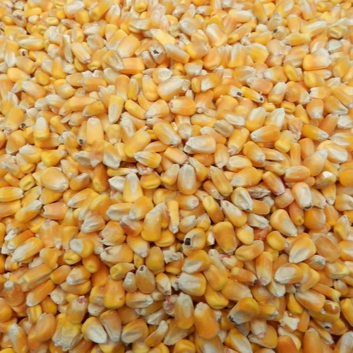 Cattle Feed Yellow Maize / Corn Animal Feed