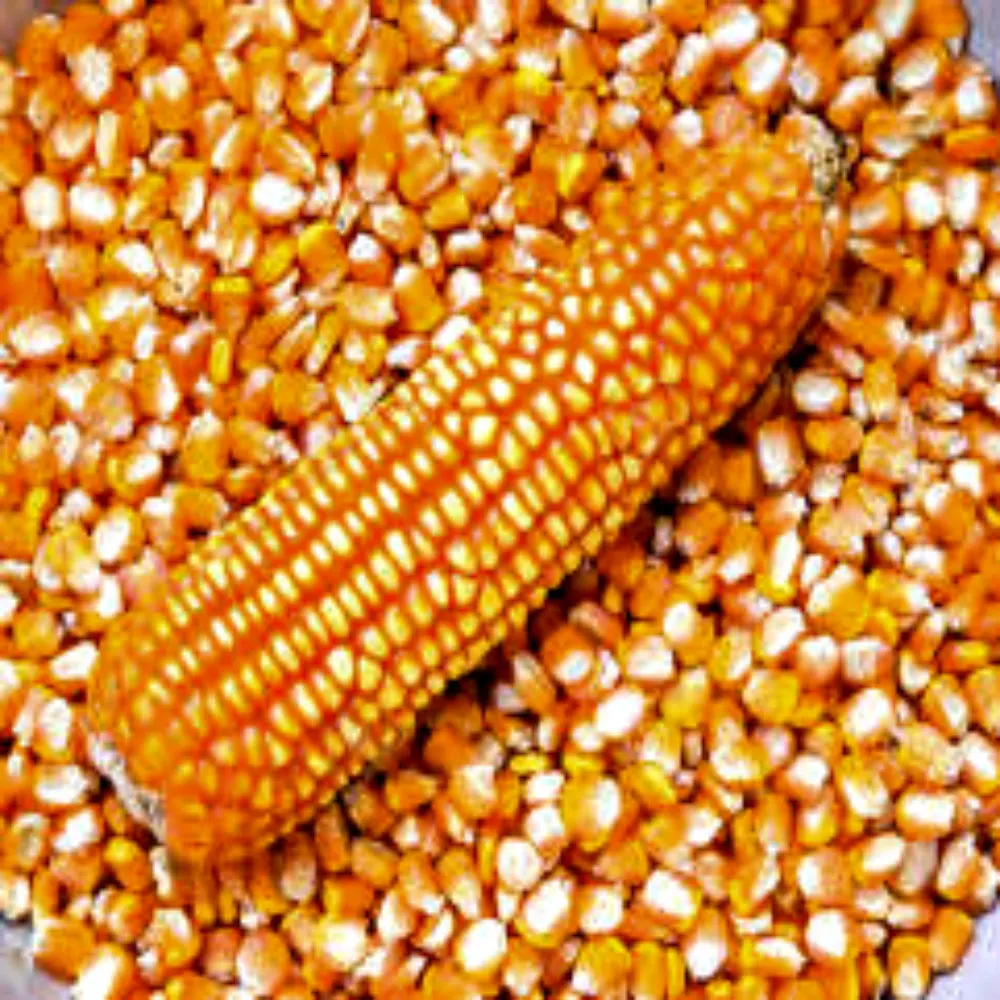 Cattle Feed Yellow Maize / Corn Animal Feed