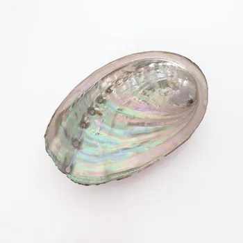 Natural raw large size abalone shells for sage smudge kits cheapest price white red green blue paua abalones shell