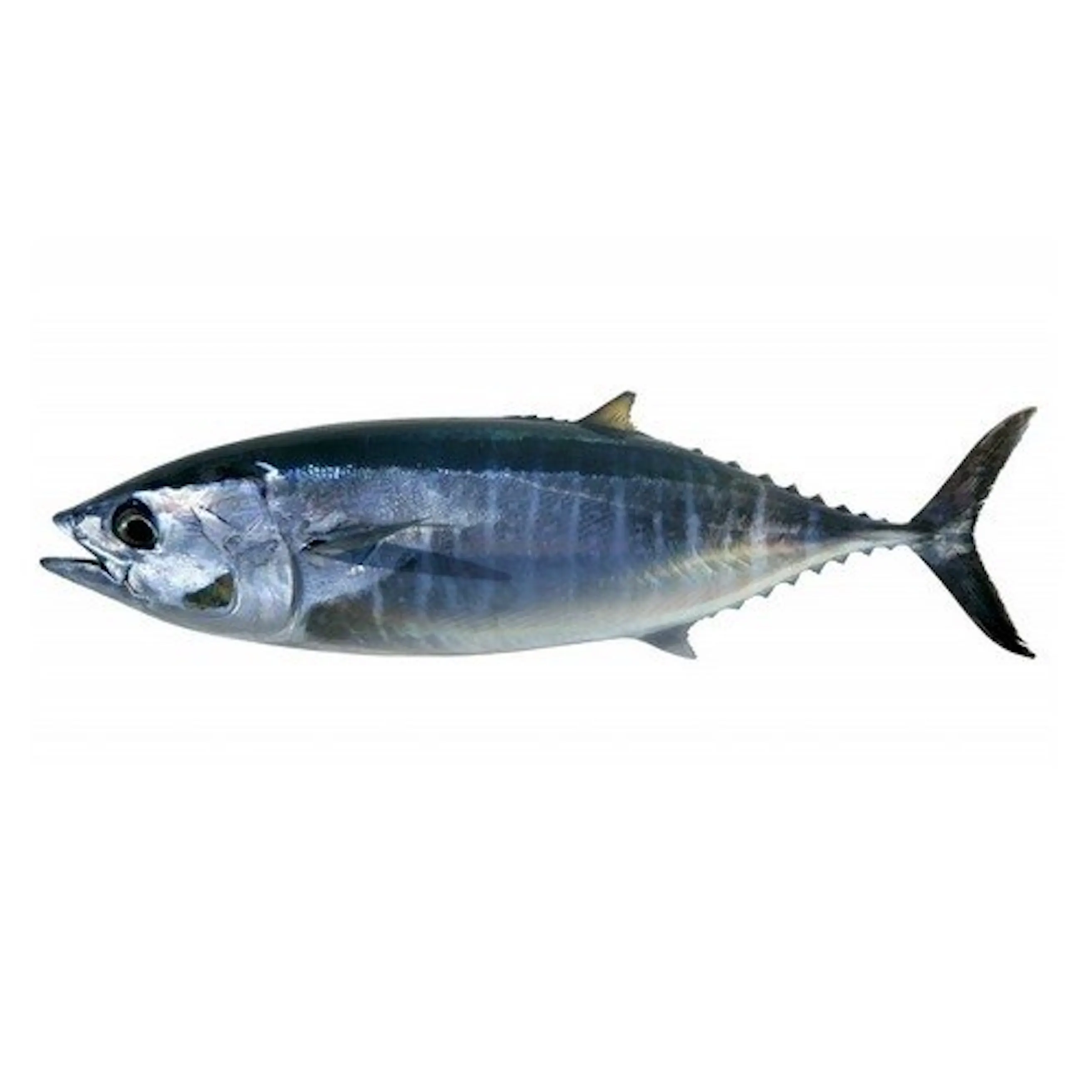 tuna fresh fish.jpeg