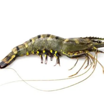SUPPLY FROZEN BLACK TIGER SHRIMP with HIGH QUALITY and COMPETITIVE PRICE from VIETNAM SUPPLIER