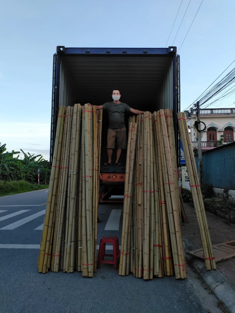 Bamboo Poles Nature Raw Bamboo Poles Straight Pole Bamboo From Planted