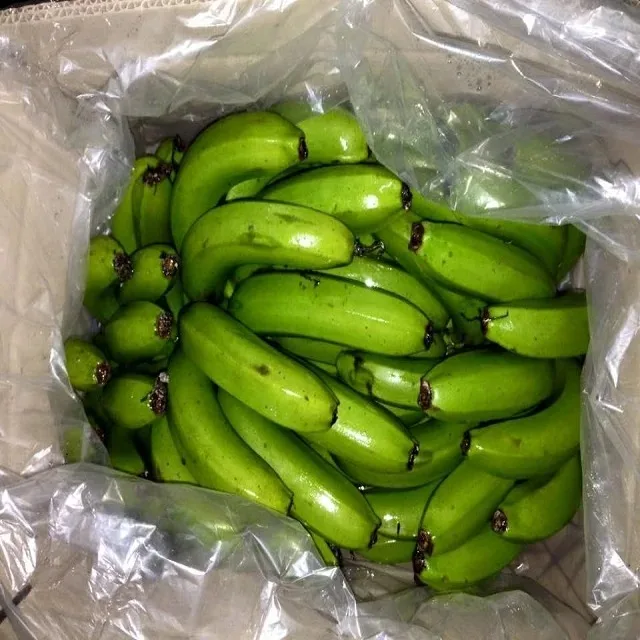 Hot Selling Organic Fresh Green Cavendish Bananas Tropical & Sub-Tropical Fruit Grade a 20kg Germany 2 Months Shelf Life