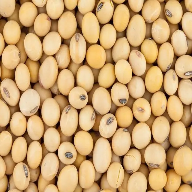 soybean seed2.jpg