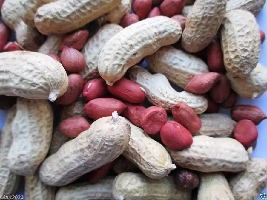 Valencia Peanuts Fresh and Dried Snack Food Raw and Blanched Peanut Grades