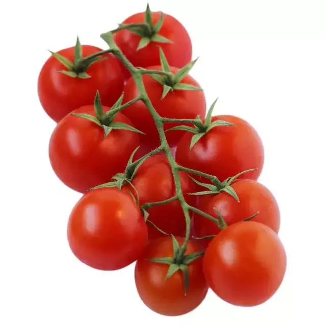 tomatos 3.jpg