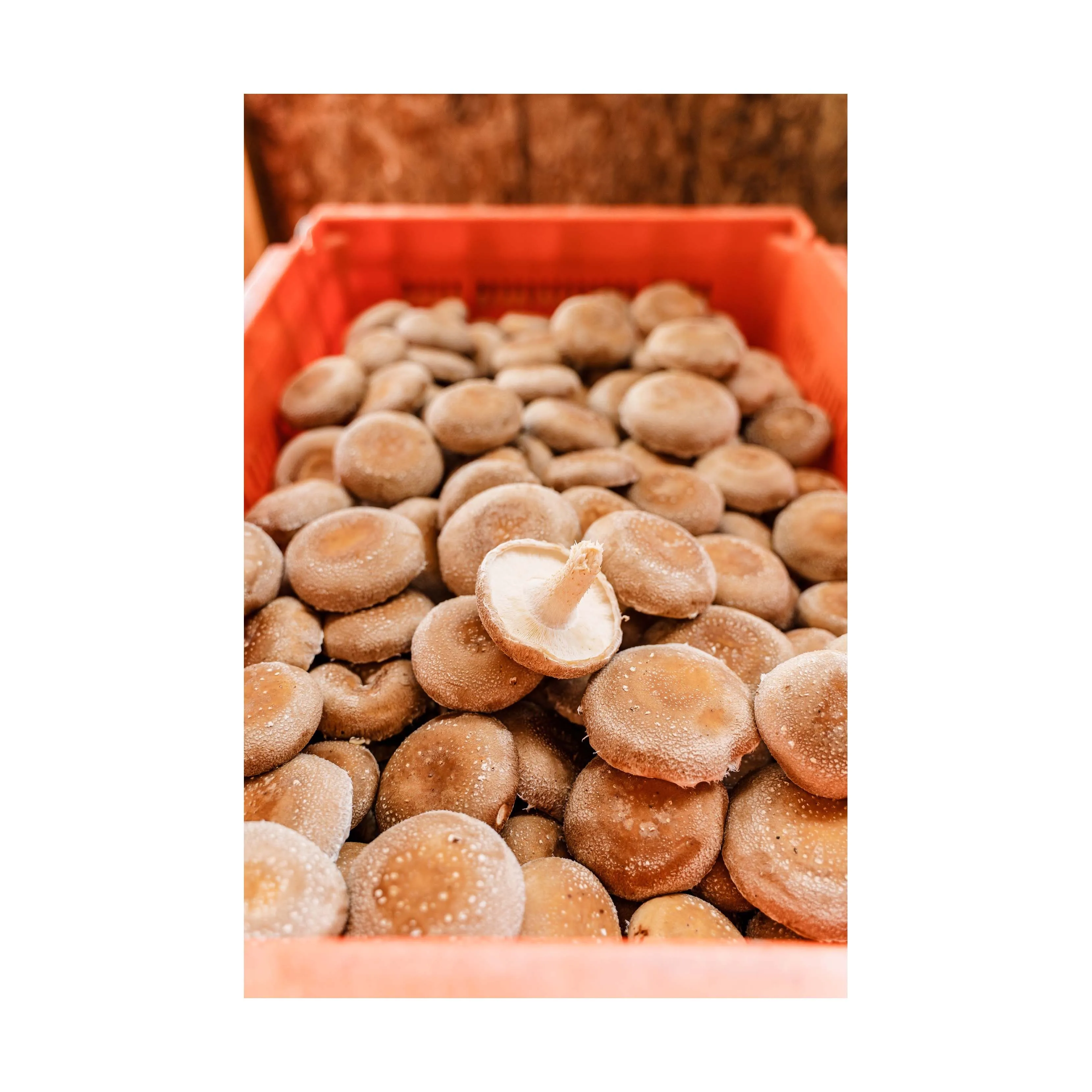 Iqf Freezing Process Diced Frozen Shiitake Mushroom High Quality Bulk