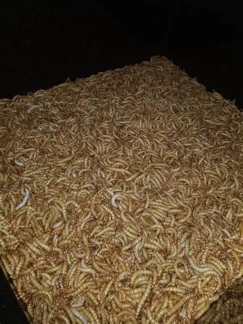 Dried Mealworm.23.jpg